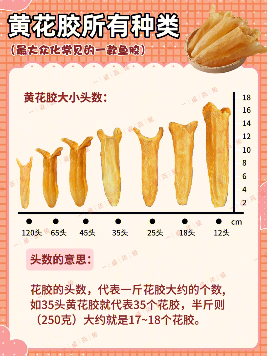 黄花胶品种来欣赏一下入门级黄花胶09