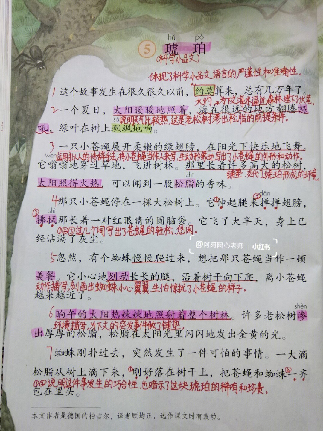 琥珀课文 主要内容图片