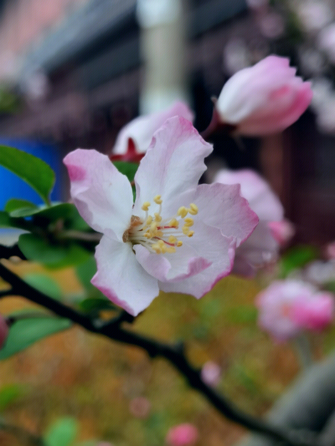 唐美玲海棠开花图片图片