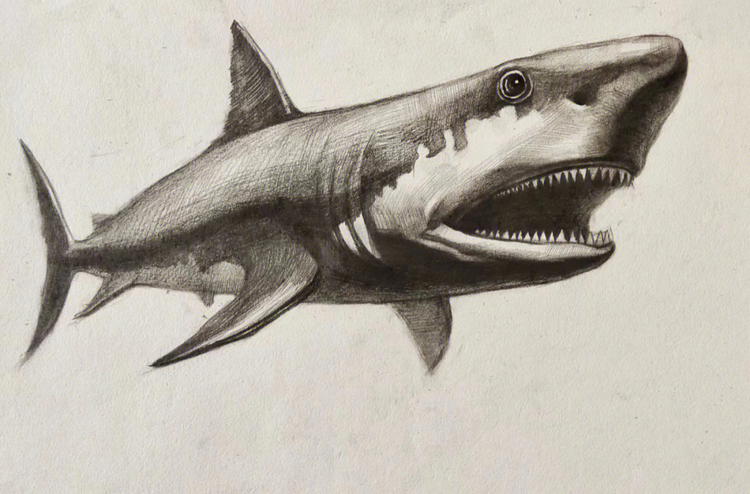 鲨鱼的素描表现