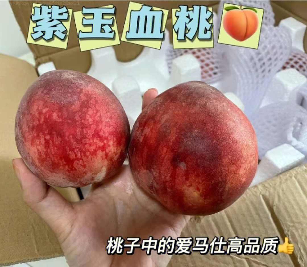 紫肉血桃品种介绍图片