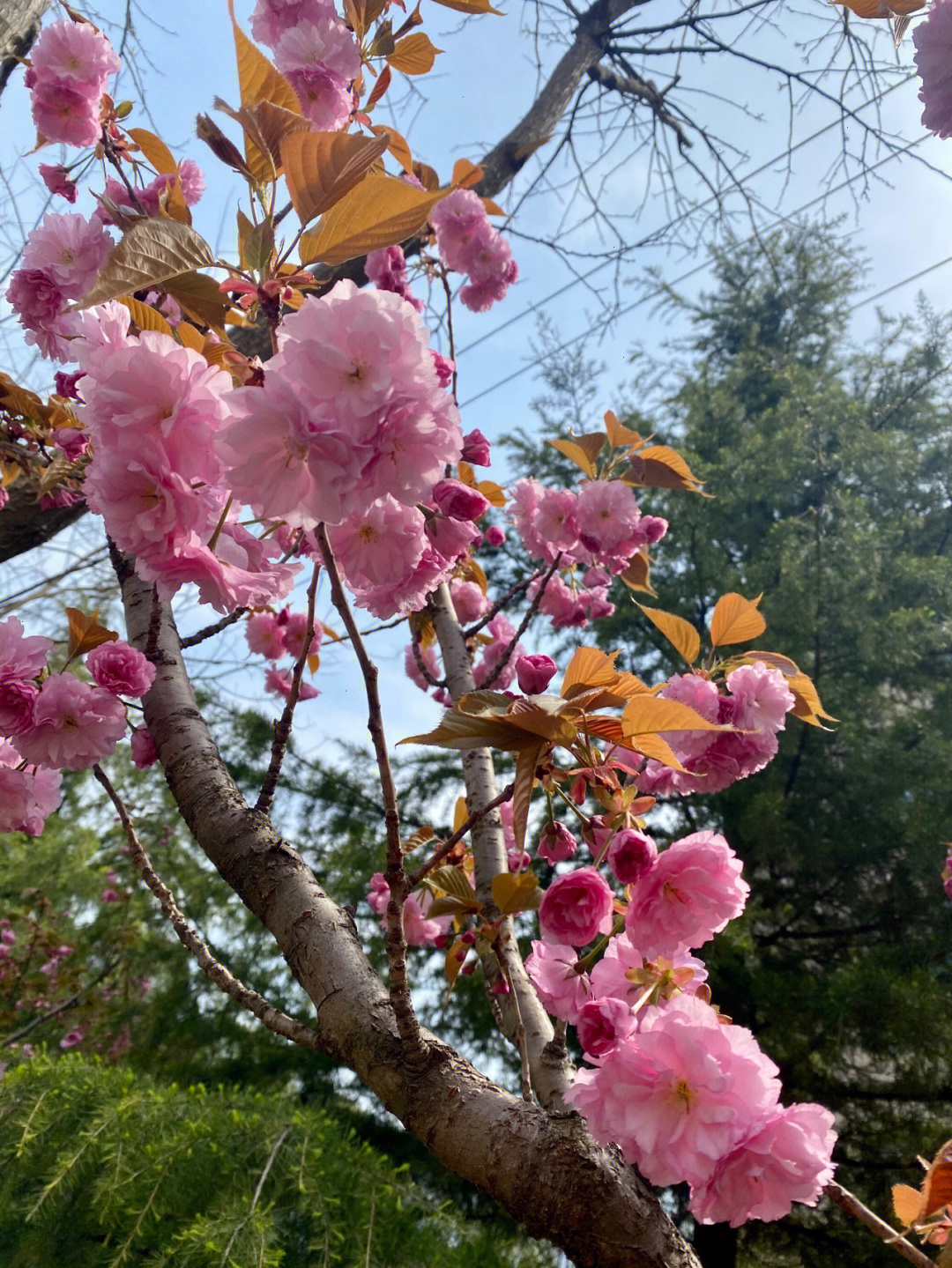 重瓣樱花简介图片