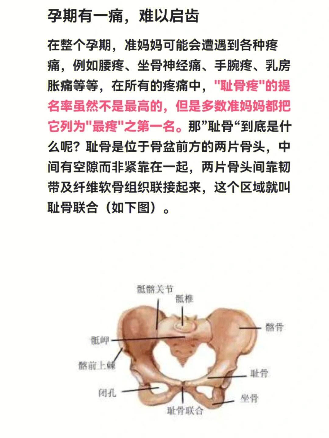 耻骨高怎么回事图片