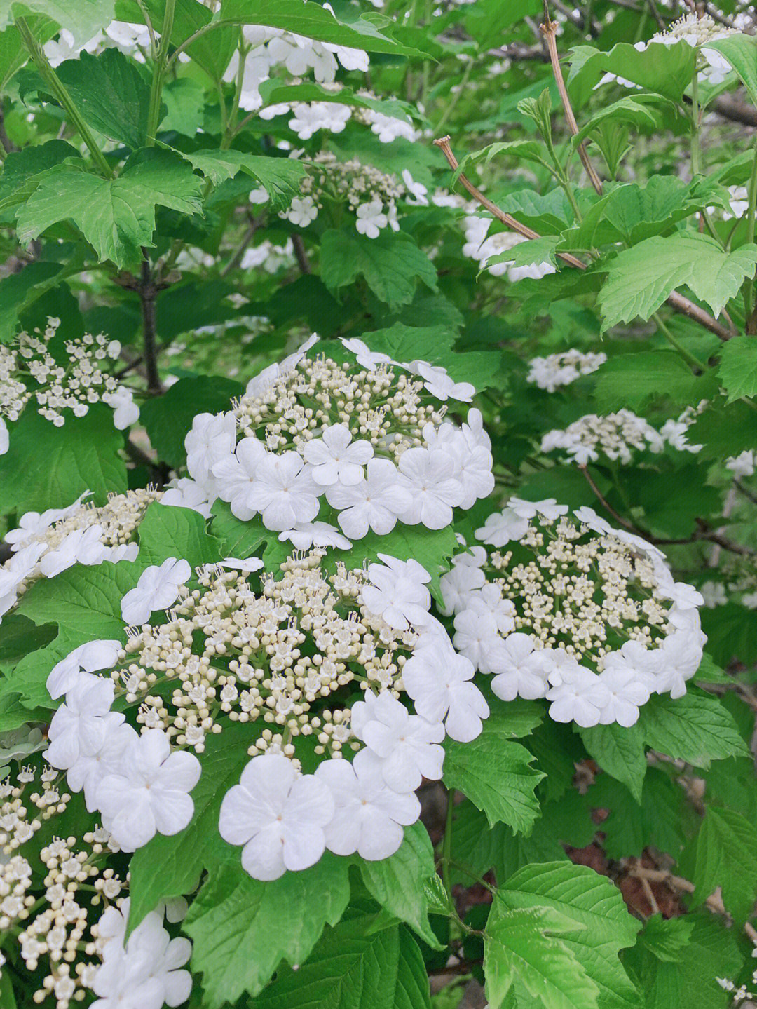 琼花图片大全绣球花图片