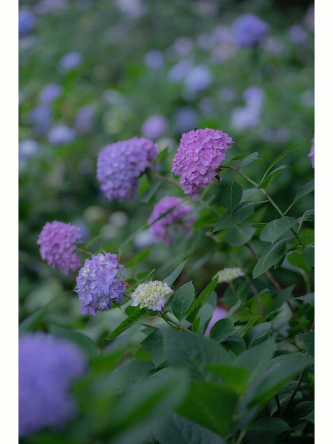 初夏是属于绣球花的无尽浪漫季