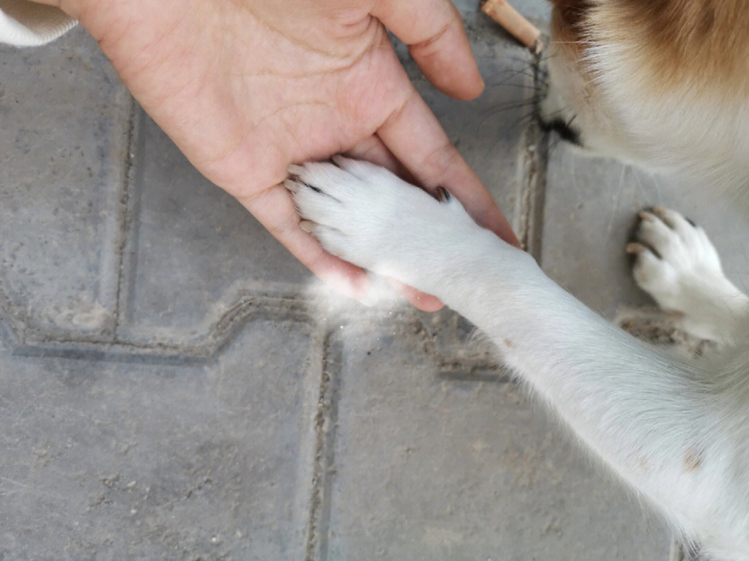 犬的二十脚趾照片图片