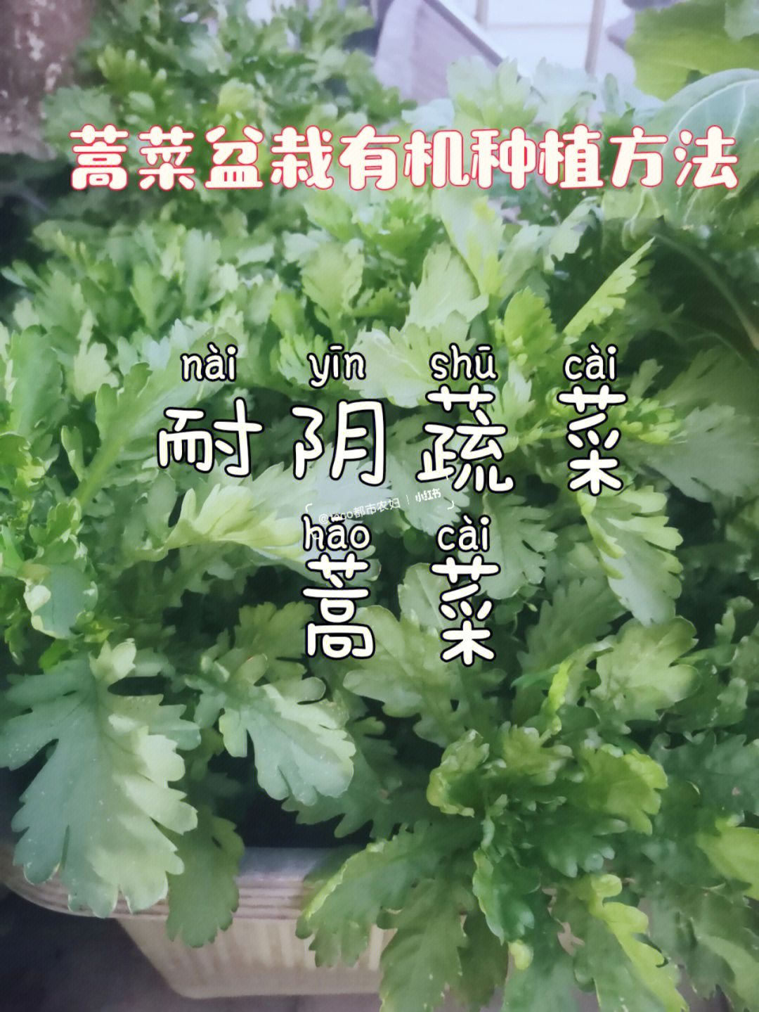 蒿菜的功效与作用图片图片