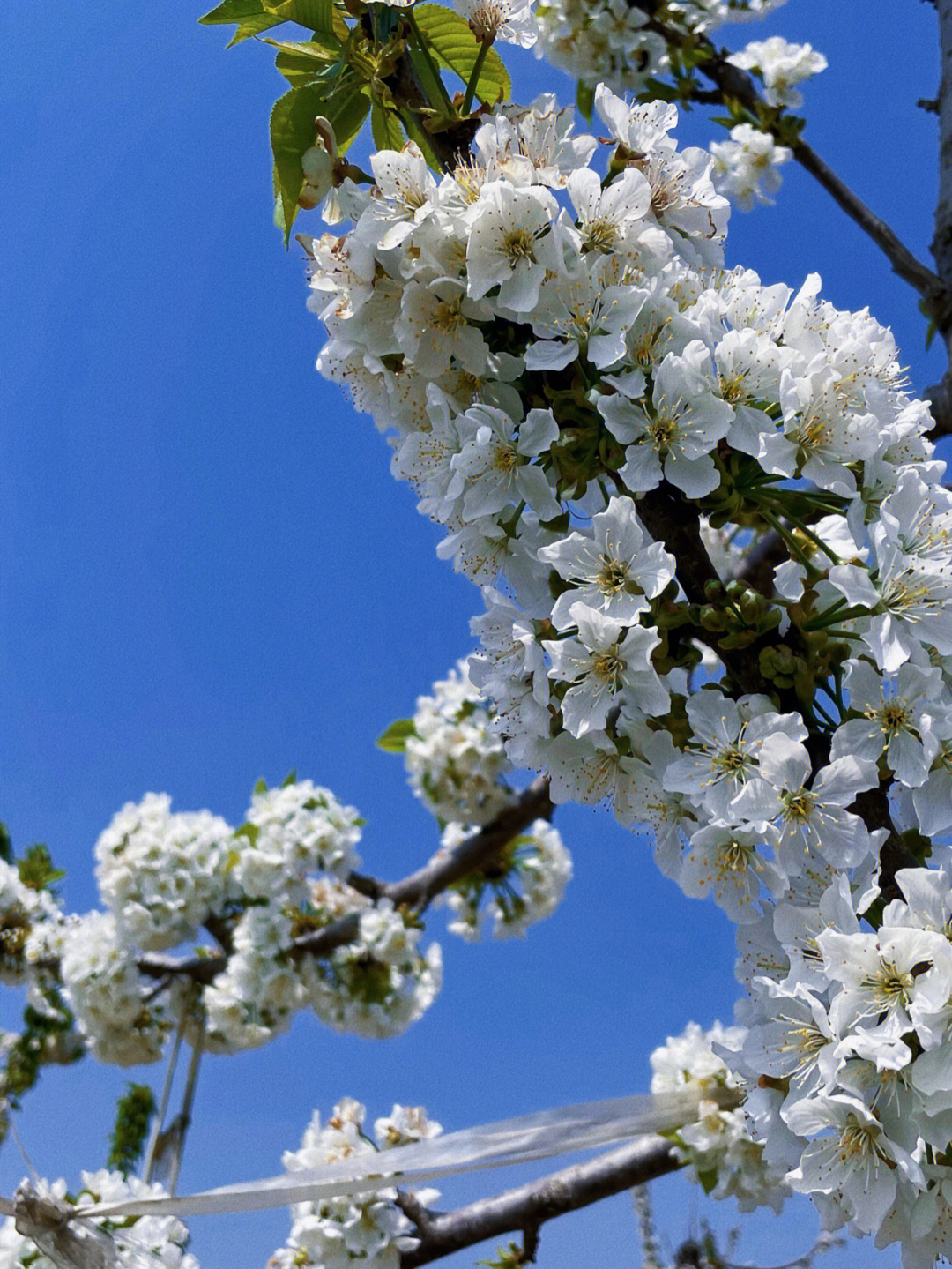 樱桃花图片真实宾莹图片