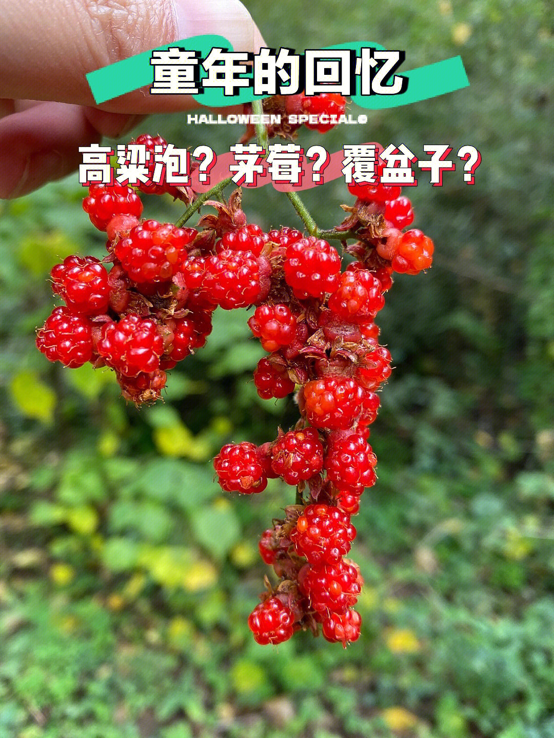 茅莓的功效图片