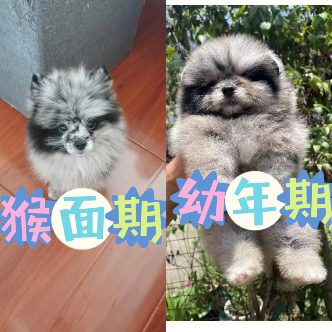 博美的猴面期60