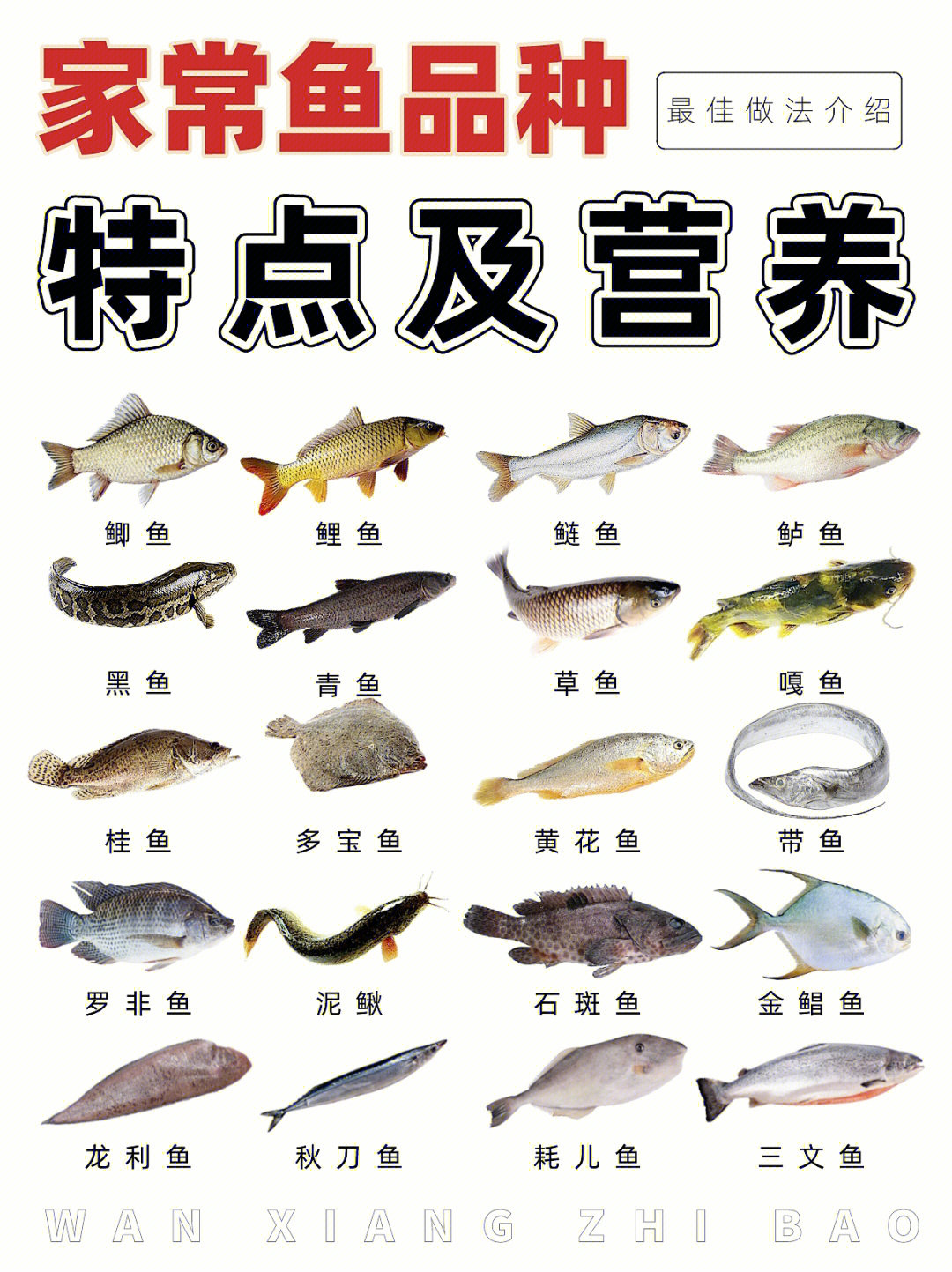 食用鱼的种类图片