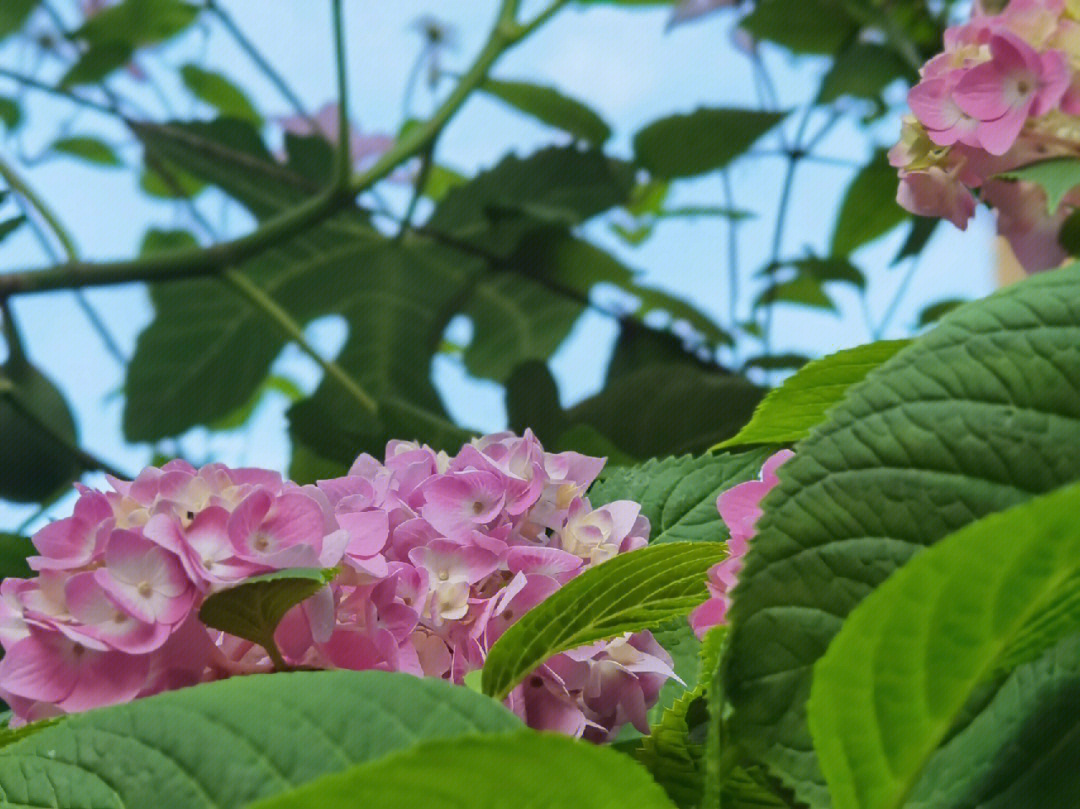 夏天的花朵