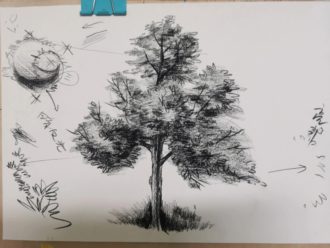 素描画树枝干图片