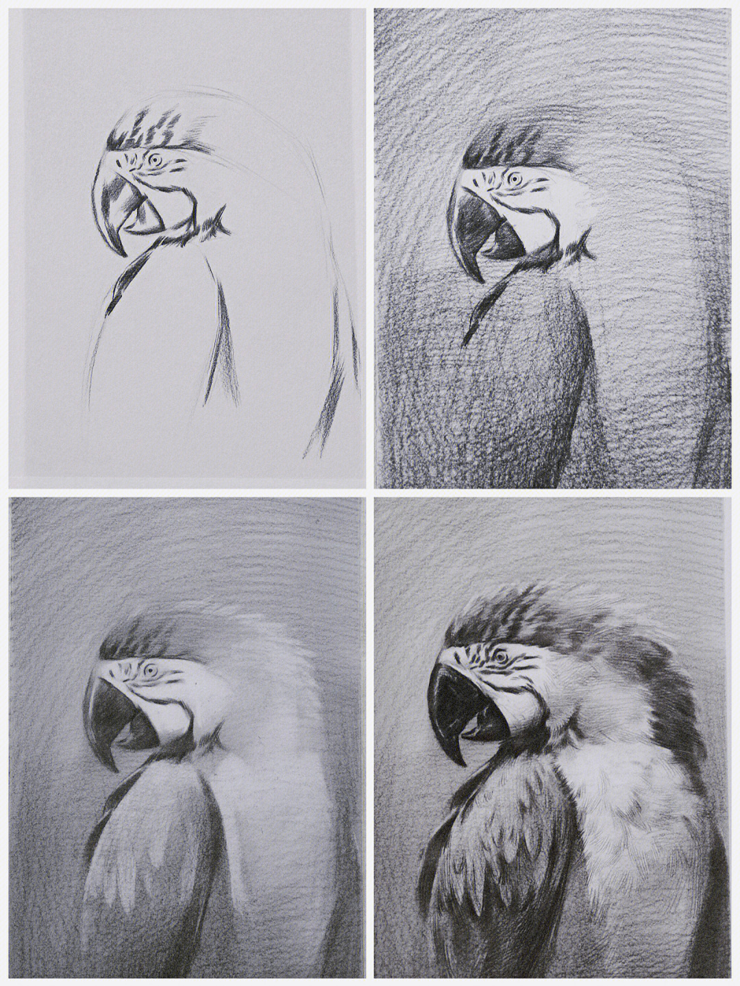 金刚鹦鹉图片素描图片