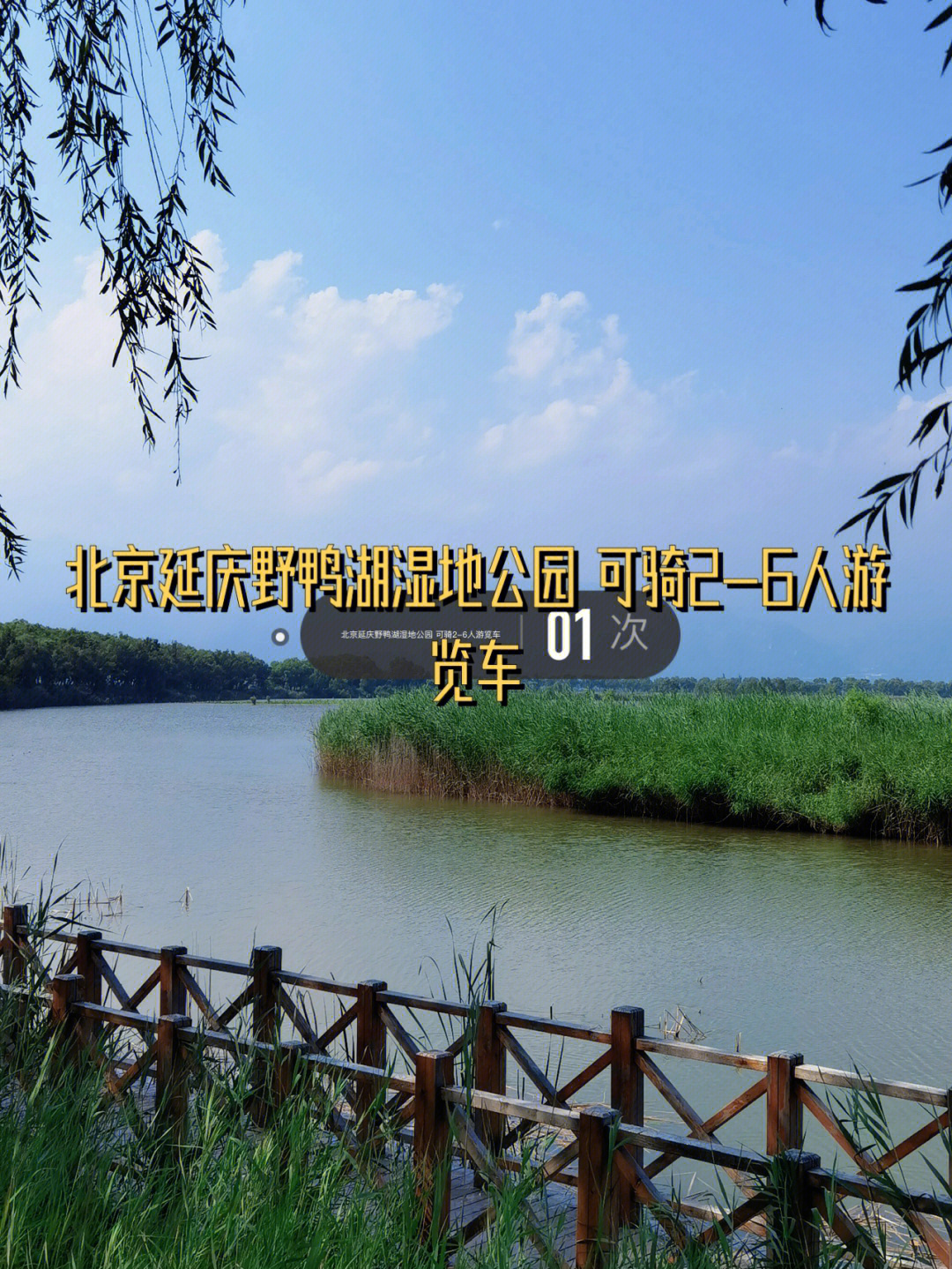北京延庆野鸭湖湿地公园可骑26人游览车