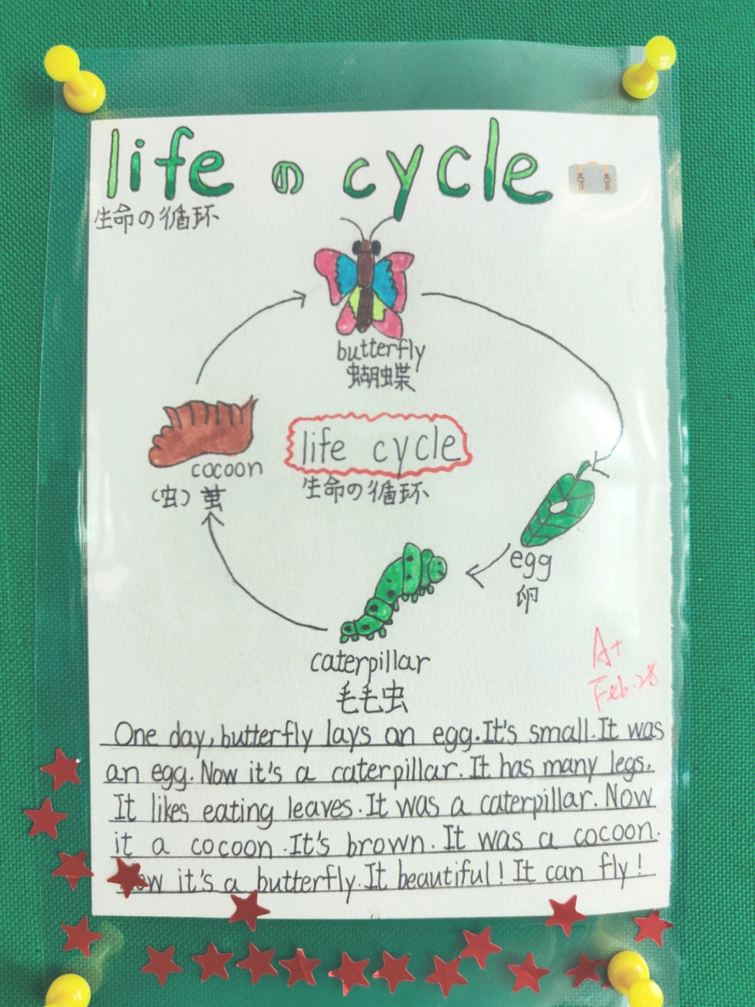 作业设计蝴蝶lifecycle