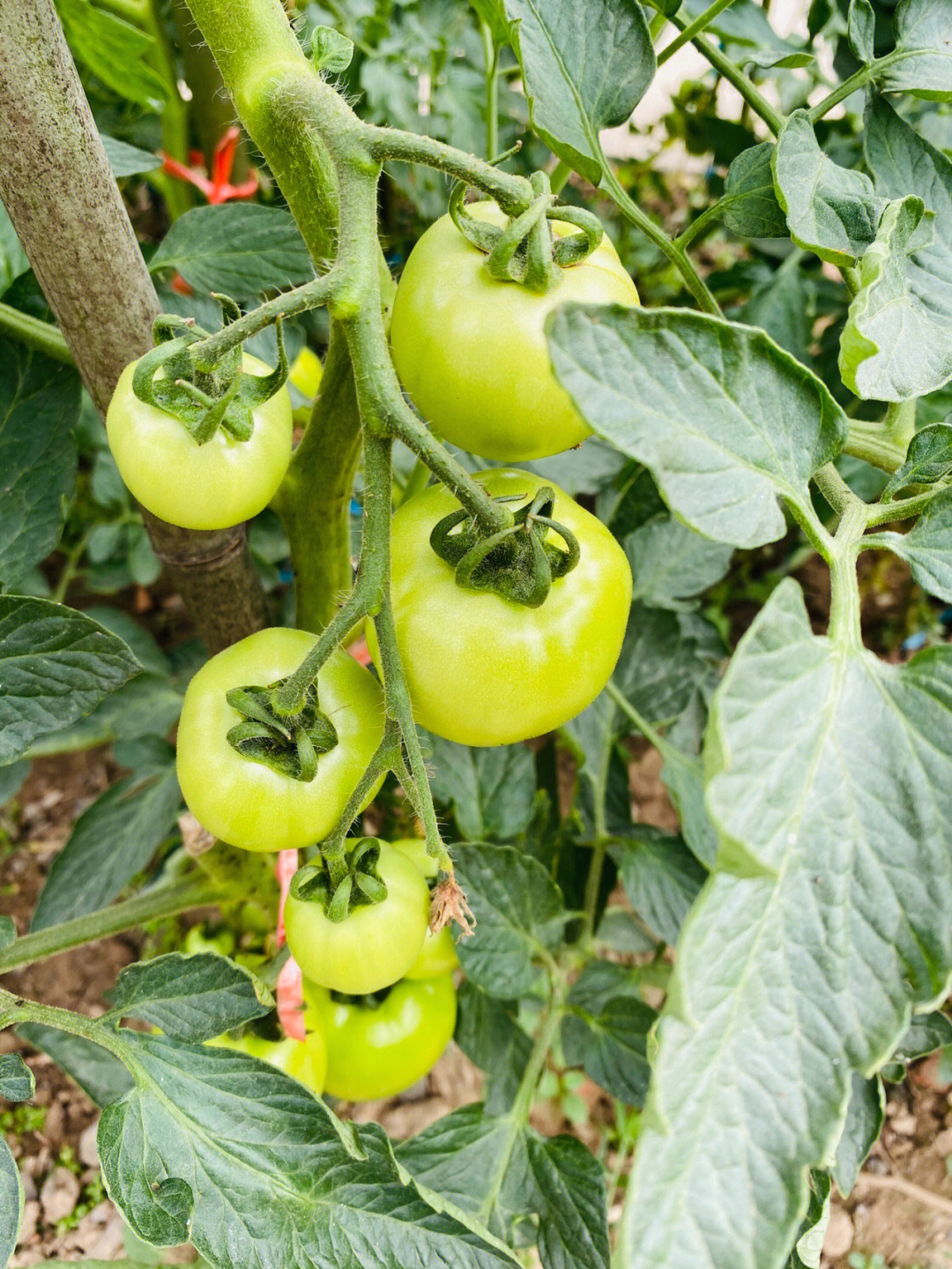灯笼番茄的品种图片
