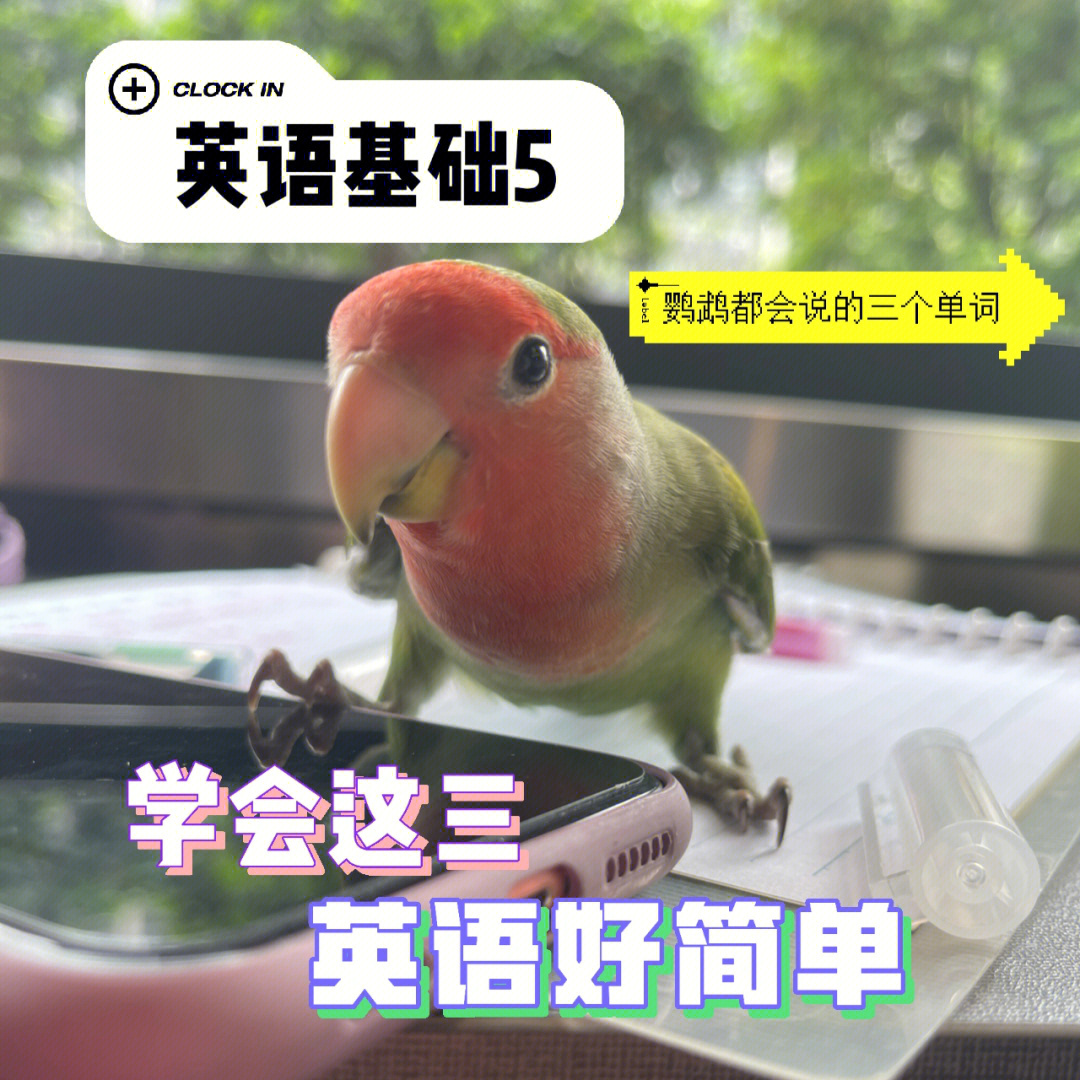 鹦鹉的英语怎么写图片