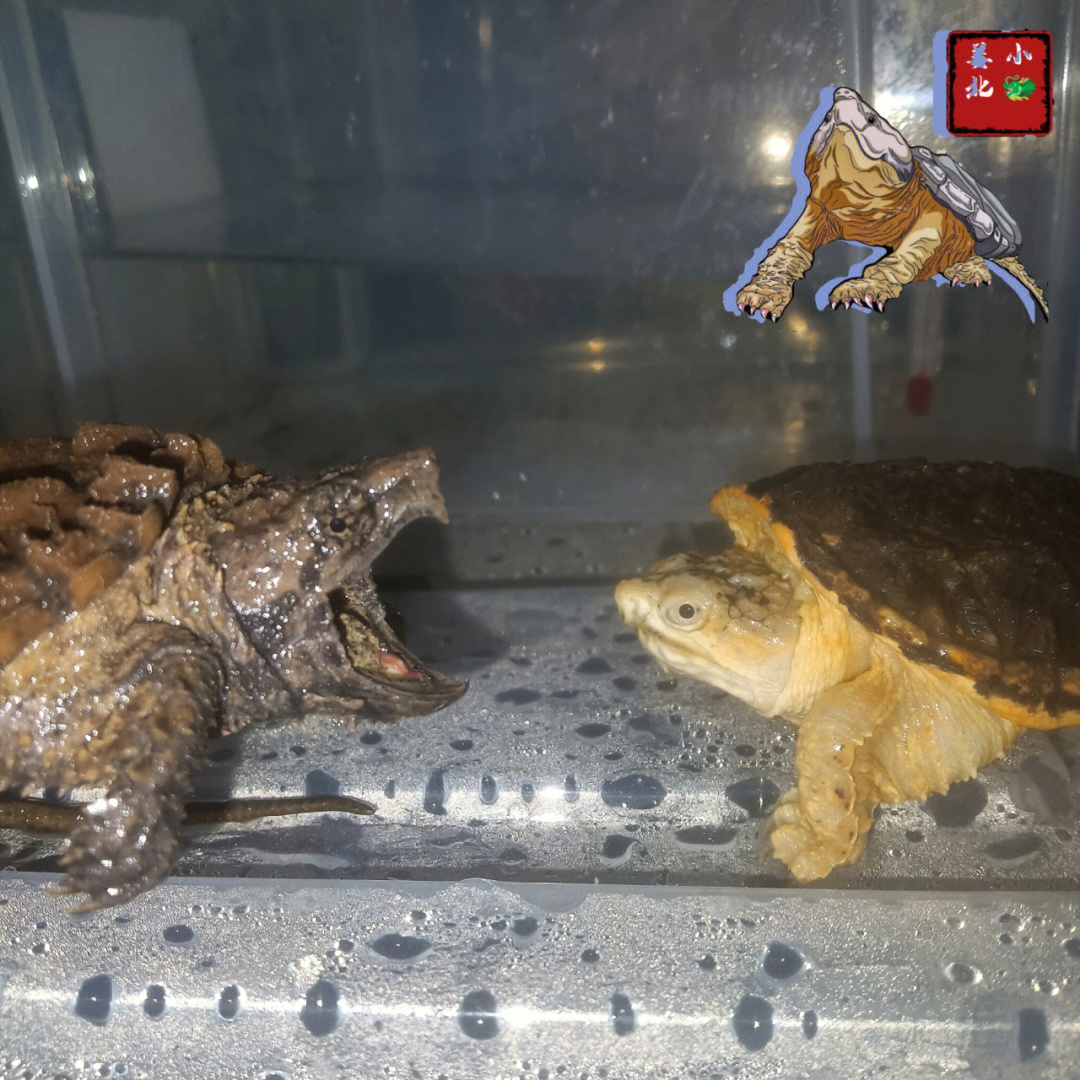 分享一下大鳄龟与变异小鳄龟