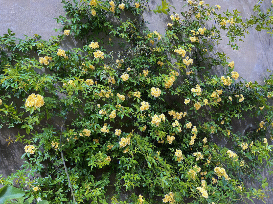 黄木香花墙开花了