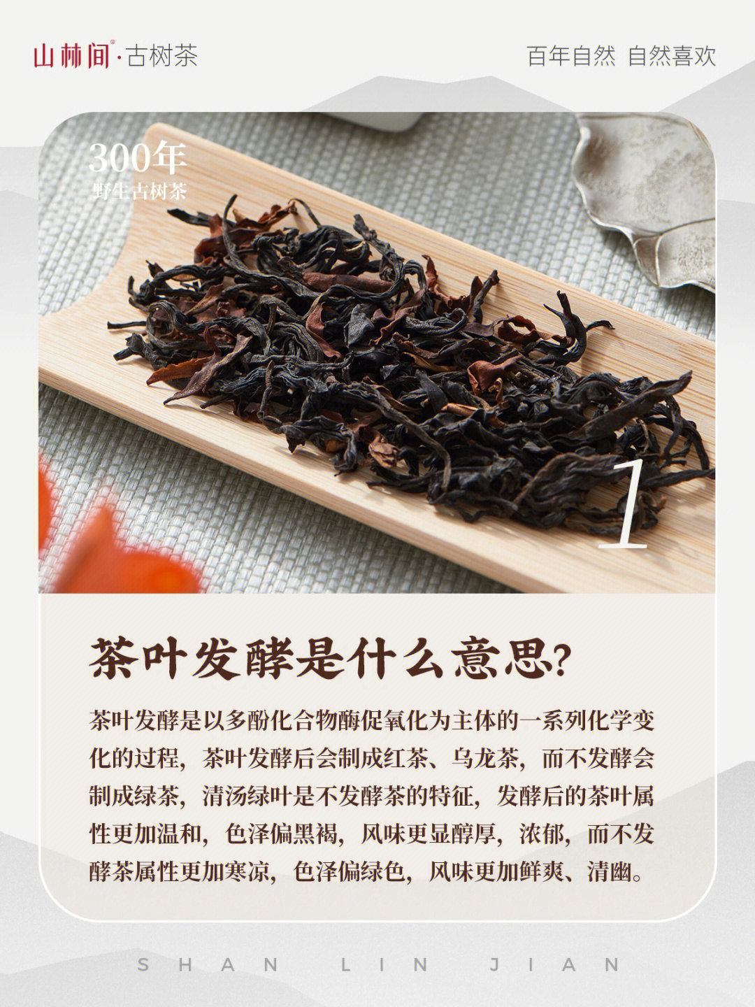茶知识茶叶发酵是什么意思