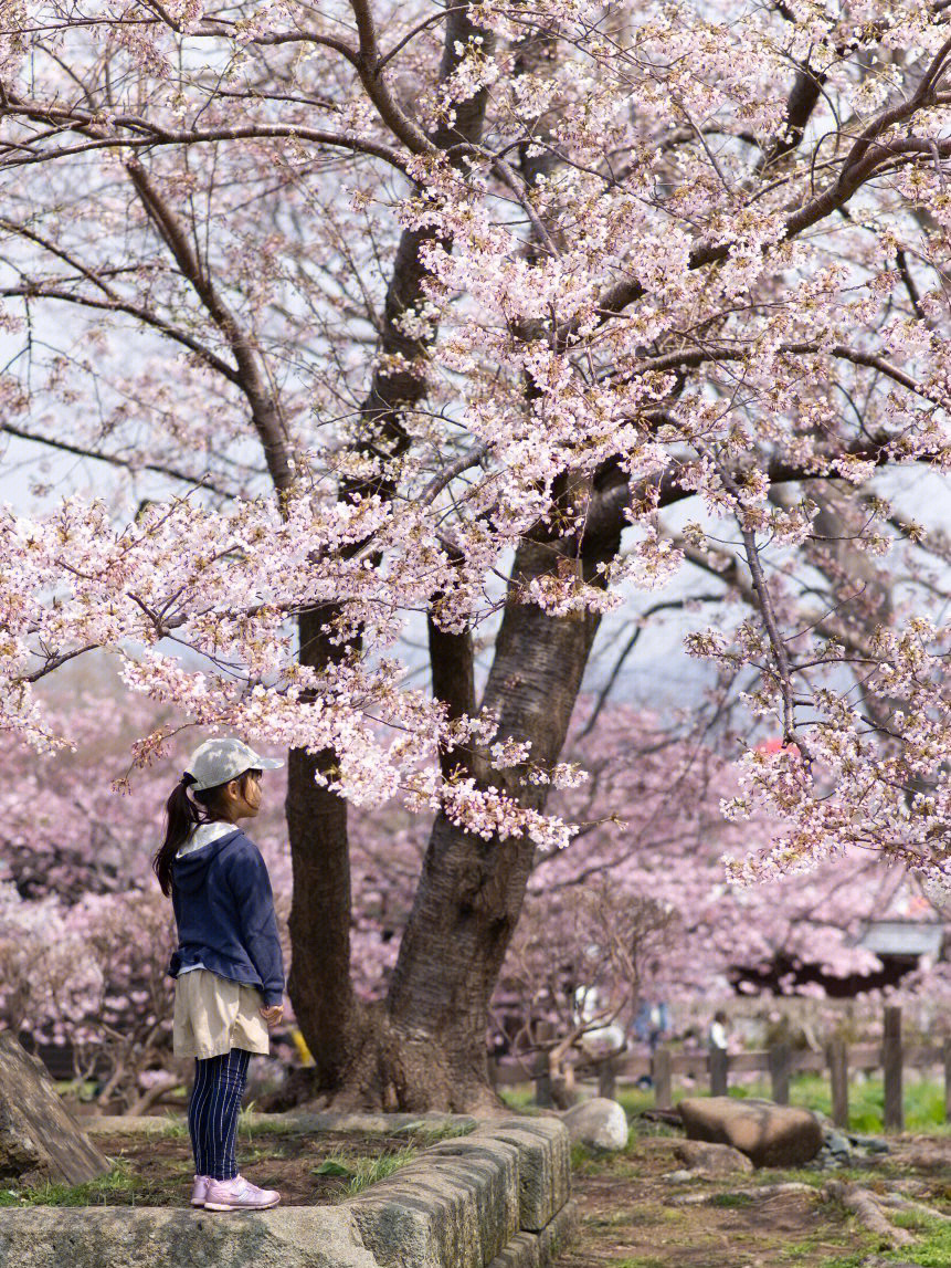 日本又是一年樱花季