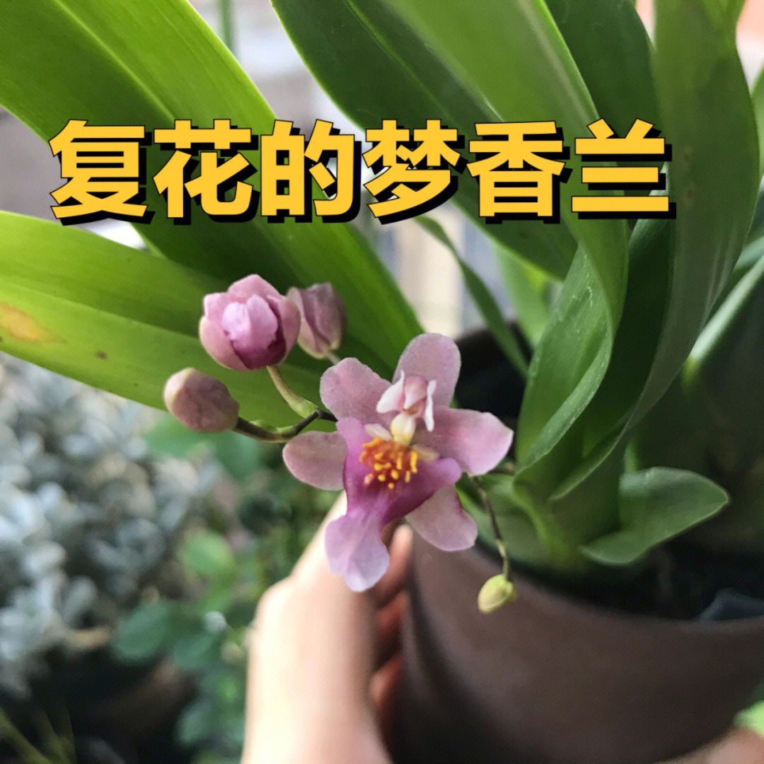 梦香兰一年开几次花图片