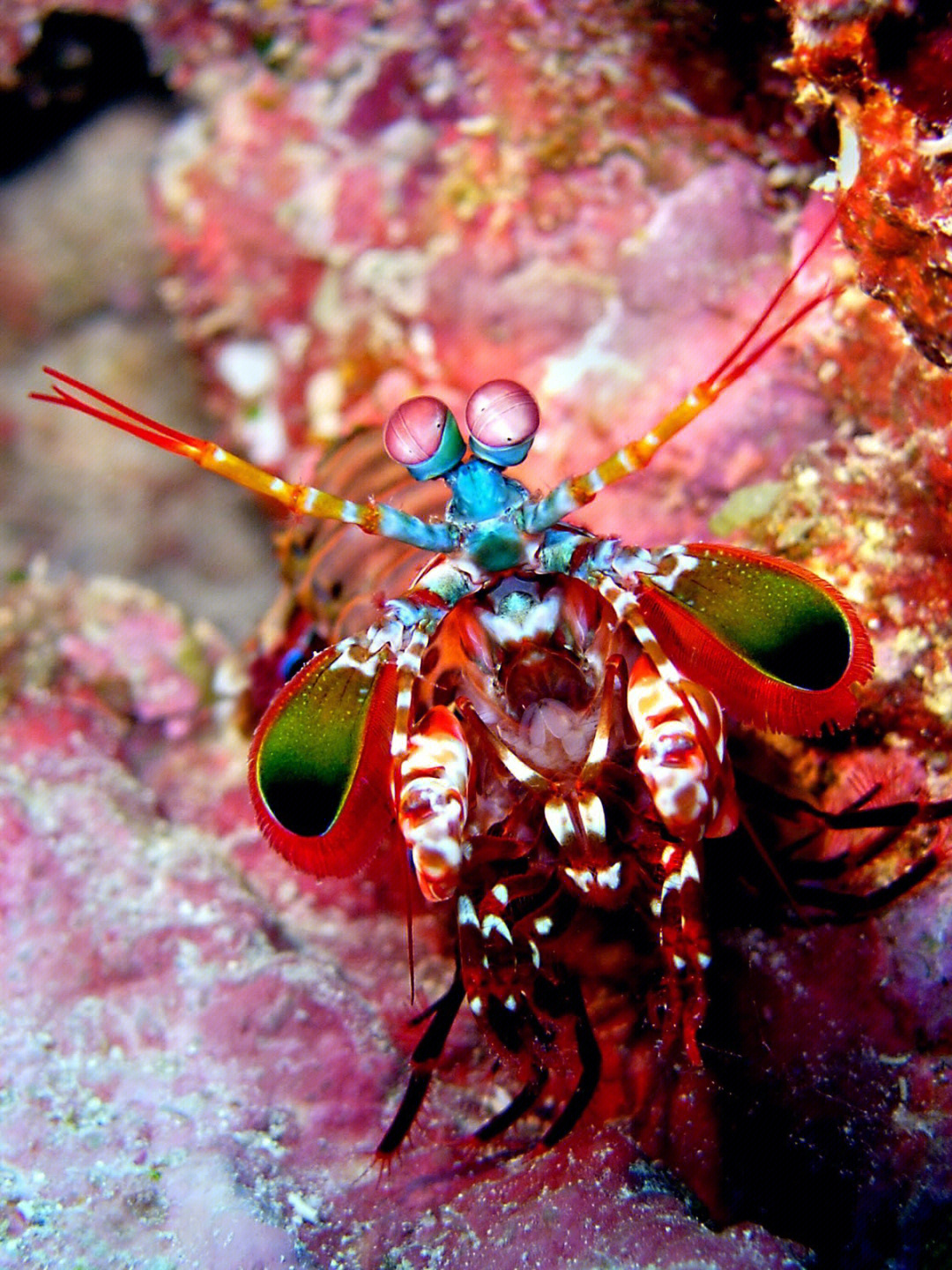 雀尾螳螂虾力量图片
