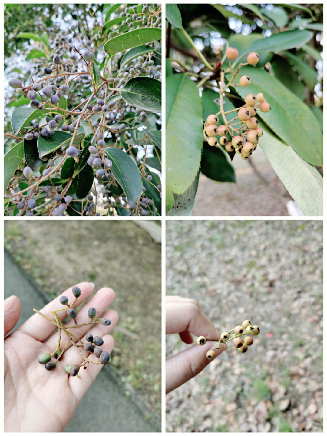 今天去生态林,陡然发现,石楠和女贞的果子颜色发生了变化