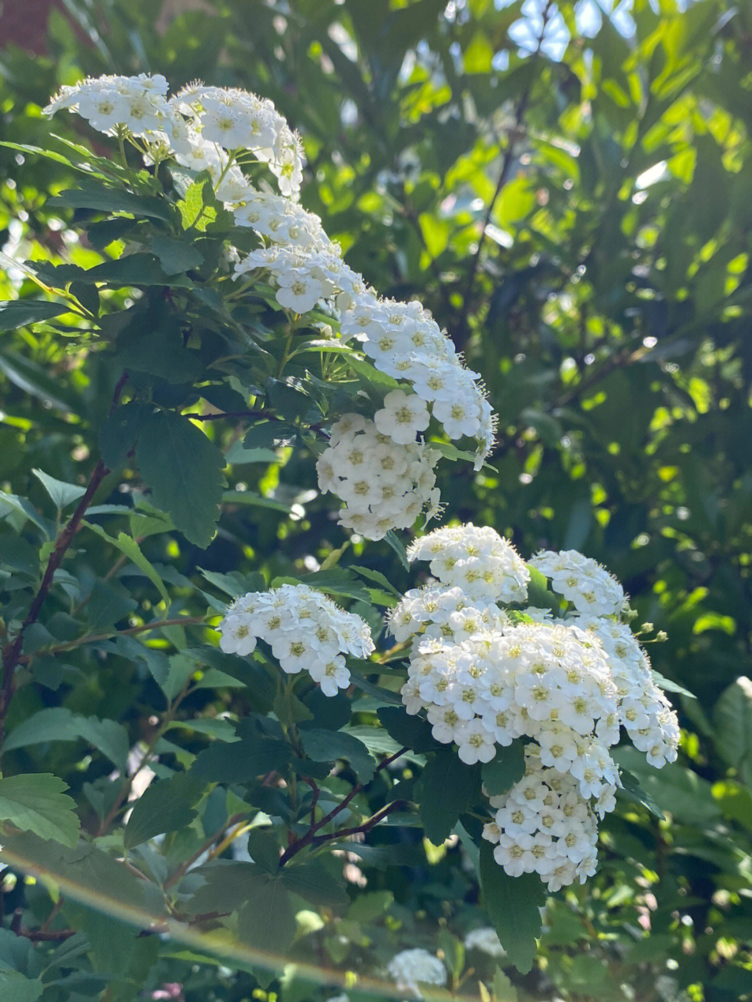 菱叶绣线菊不开花图片