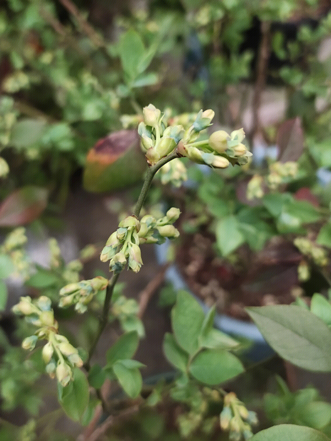 养了3年蓝莓花苞巨多最后图是今年刚入的