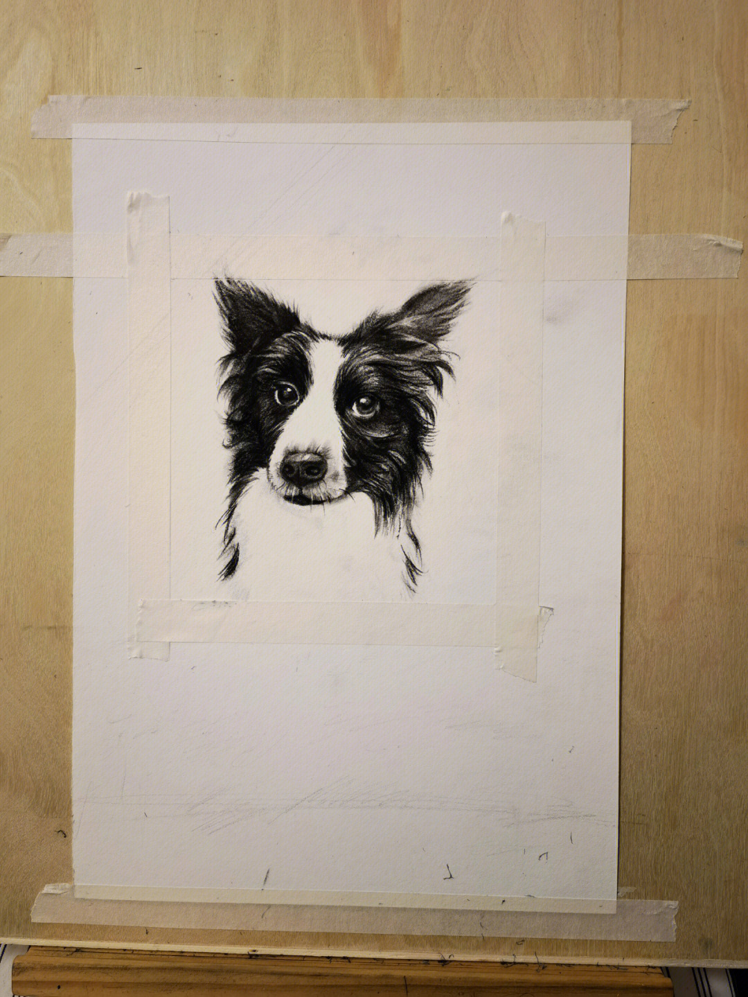 牧羊犬素描图片