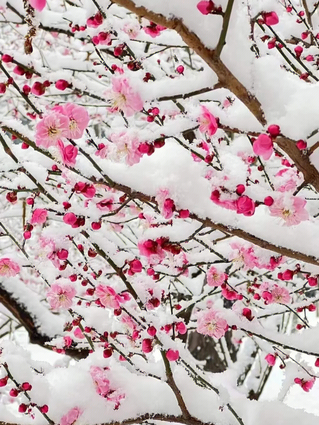 黄金100秒白雪雪图片