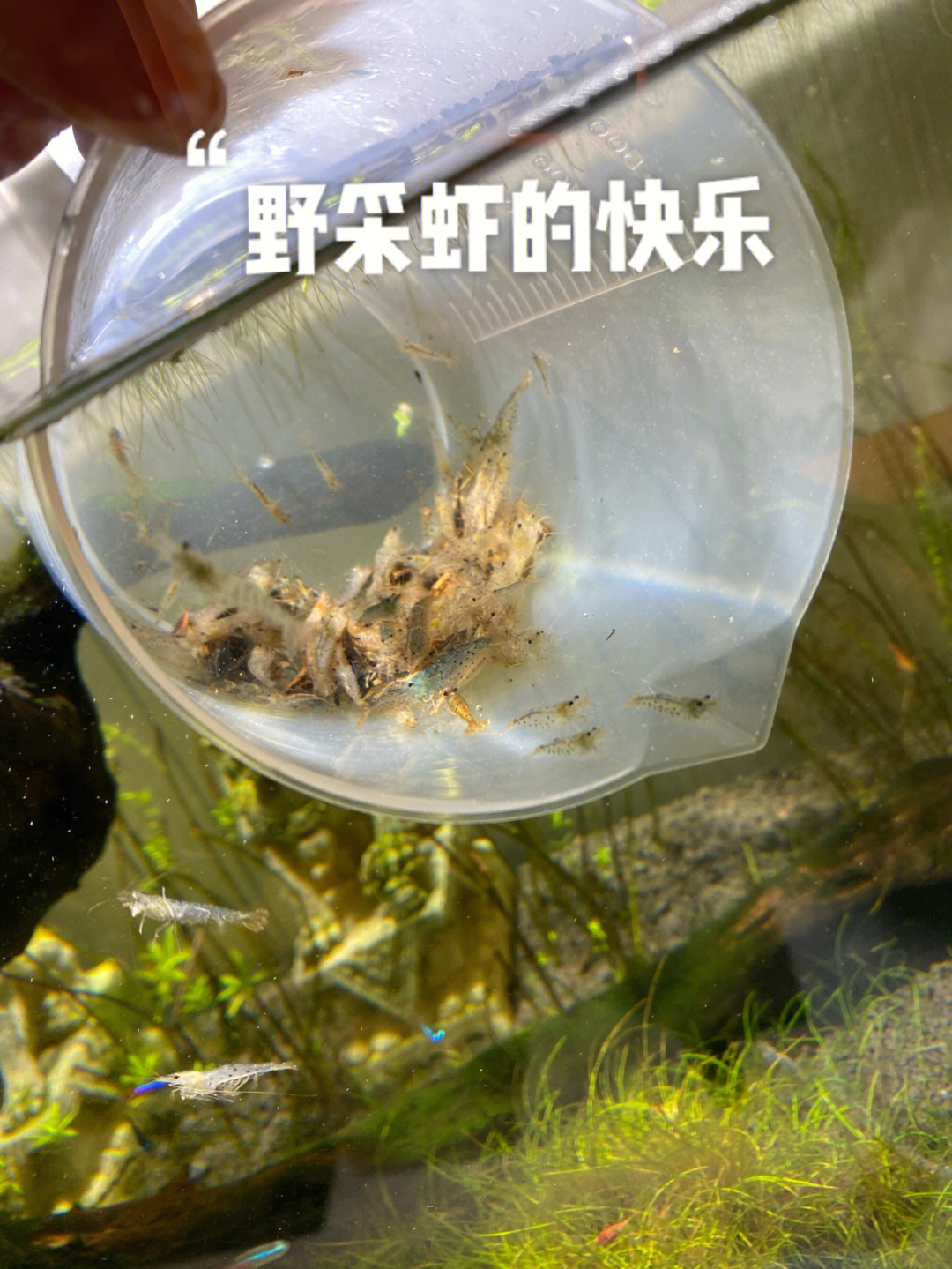 广州周边野采黑壳虾