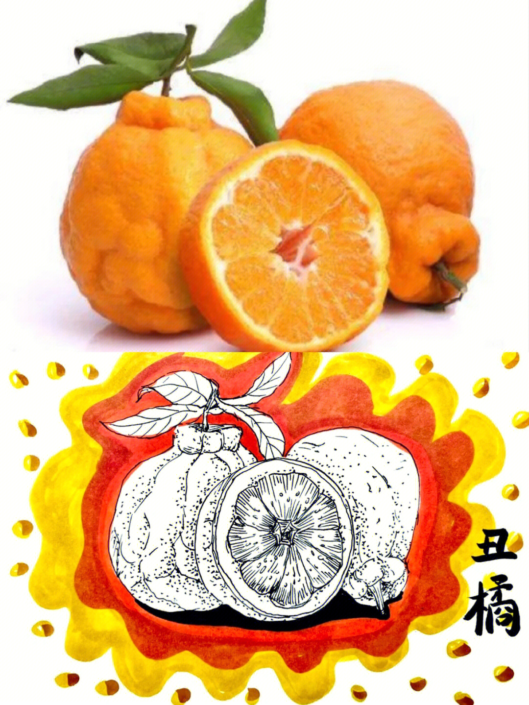 橘子线描画图片