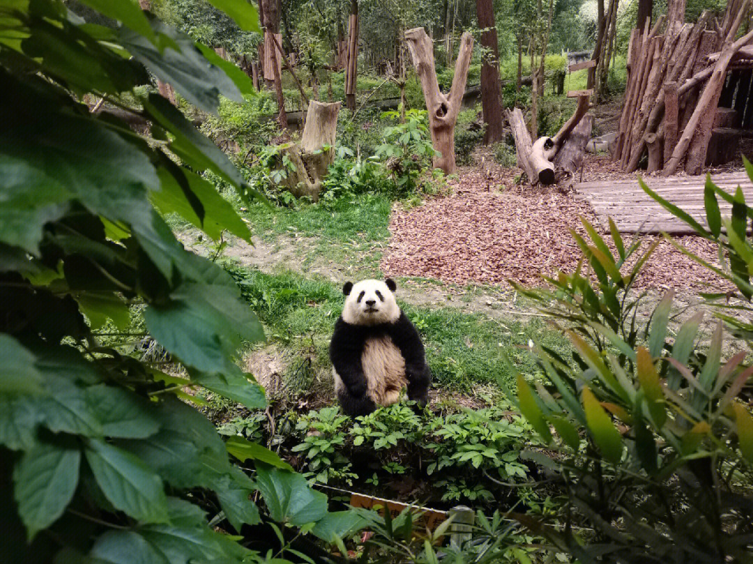 野生大熊猫数量图片