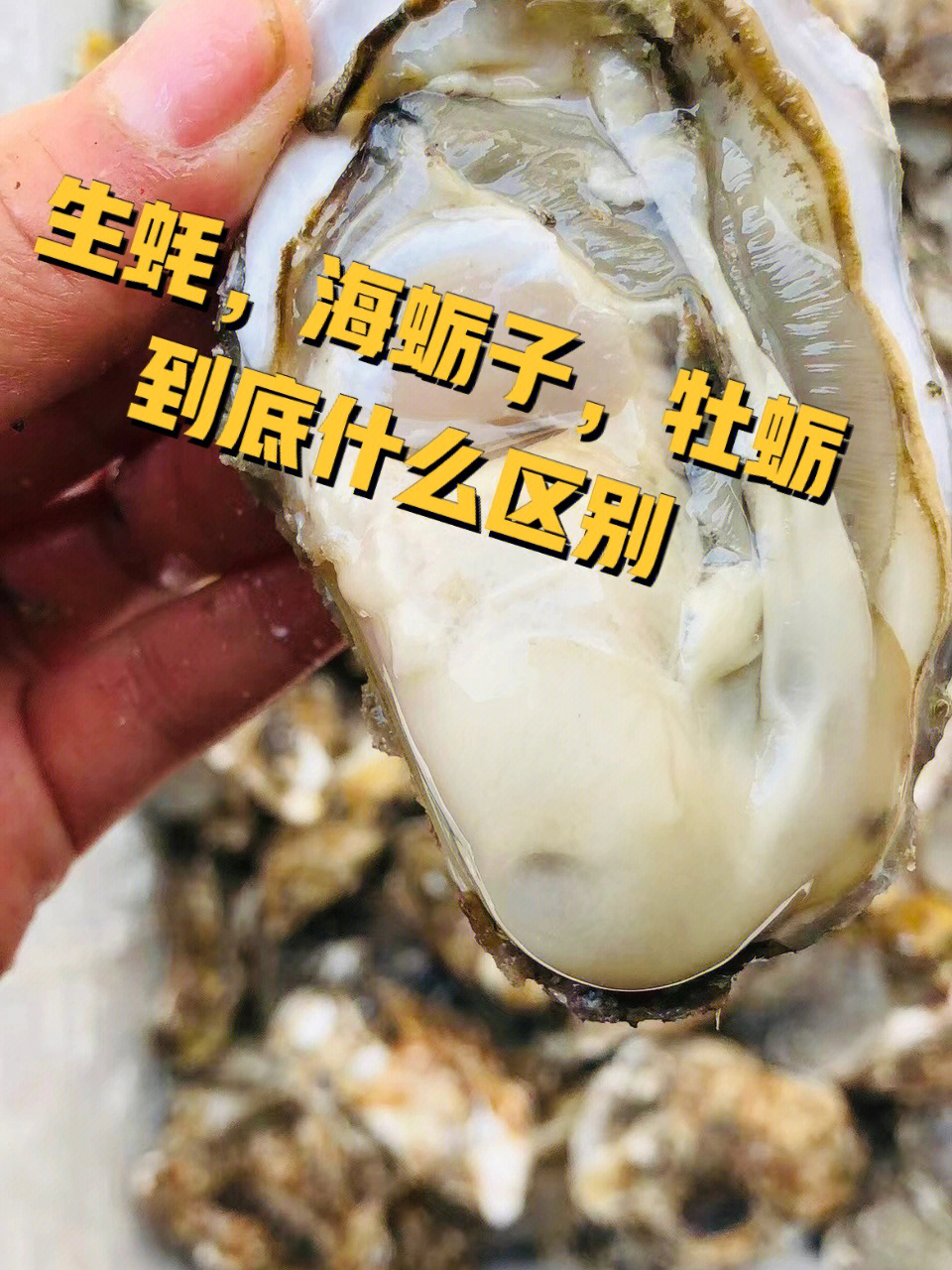 生蚝,牡蛎,海蛎子到底有什么区别