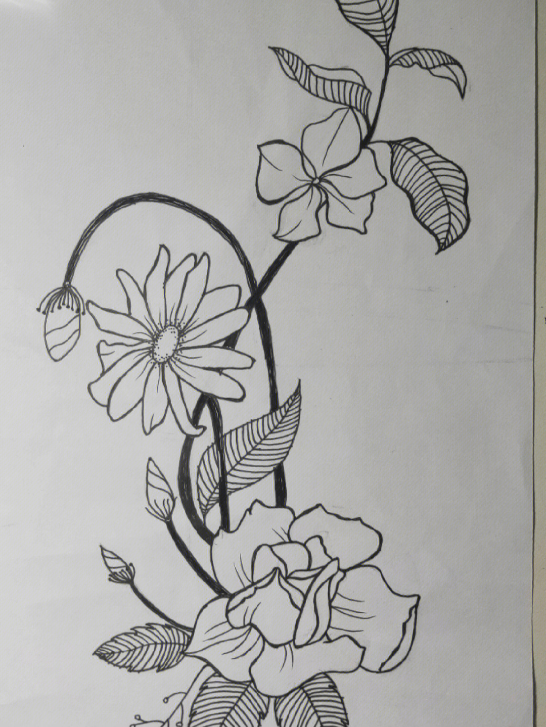 植物绘画