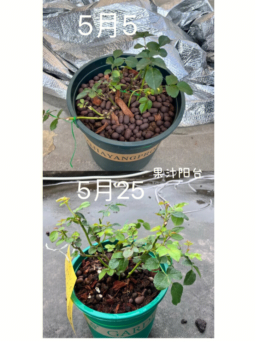 月季花生长过程记录图片