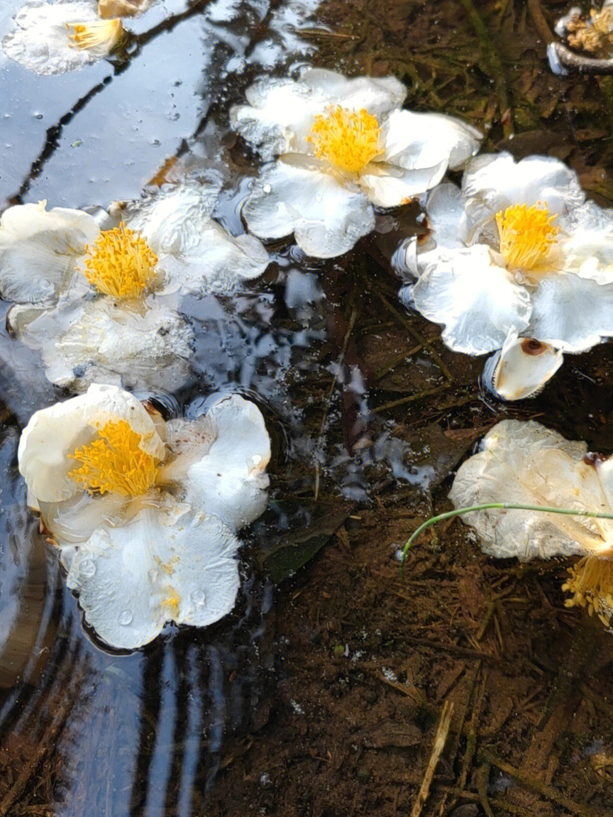 水中花