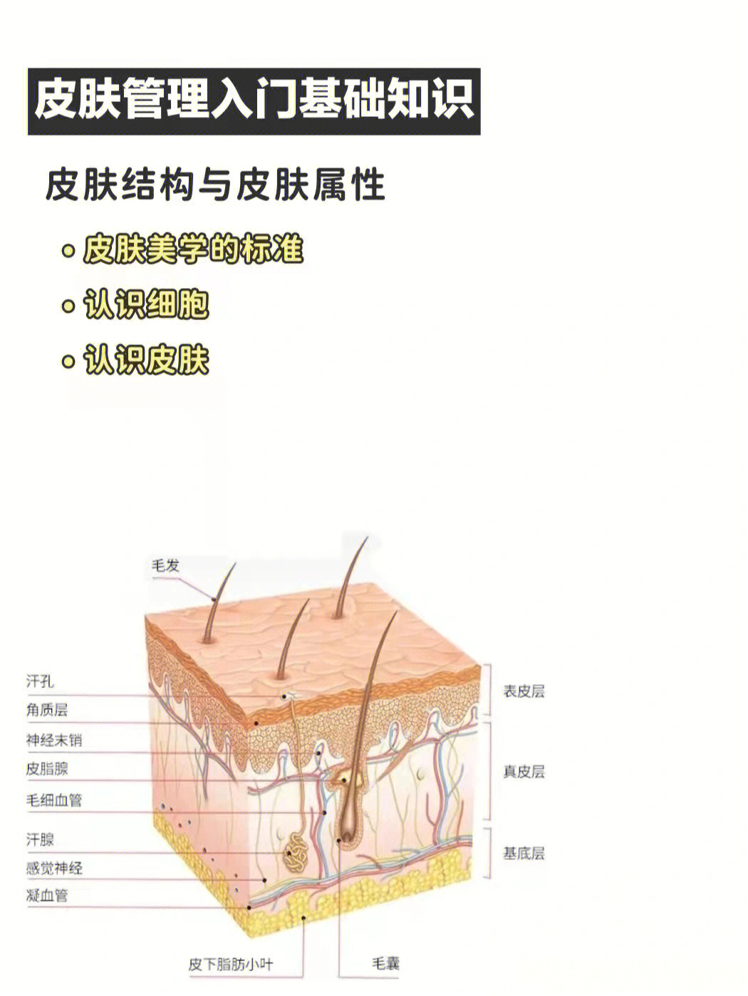 皮肤生理学与细胞图图片