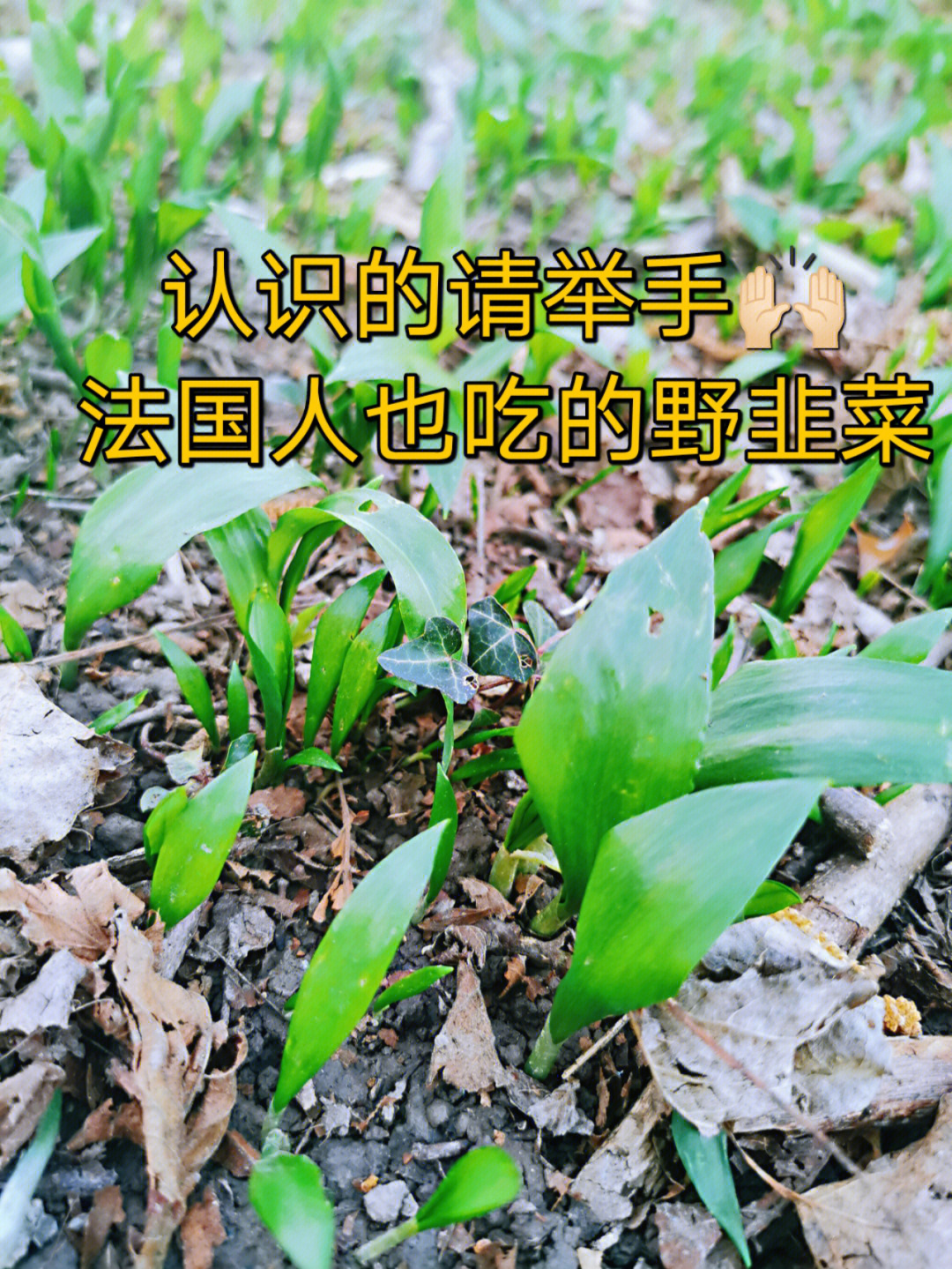 野韭菜怎么吃图片