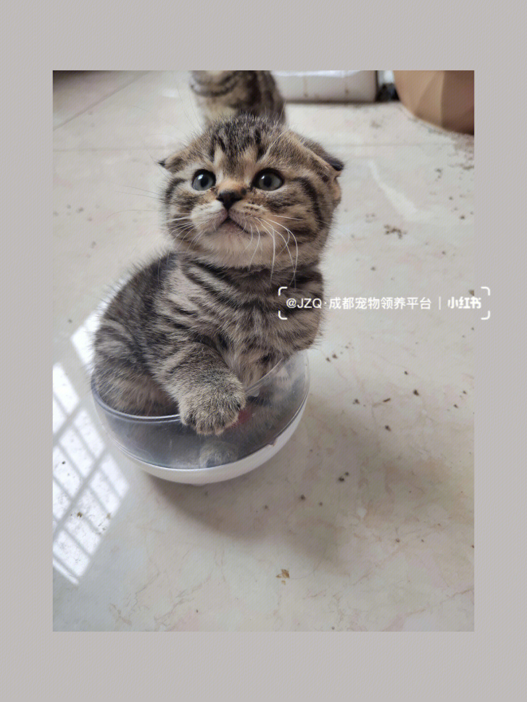 虎斑猫折耳猫缺陷图片