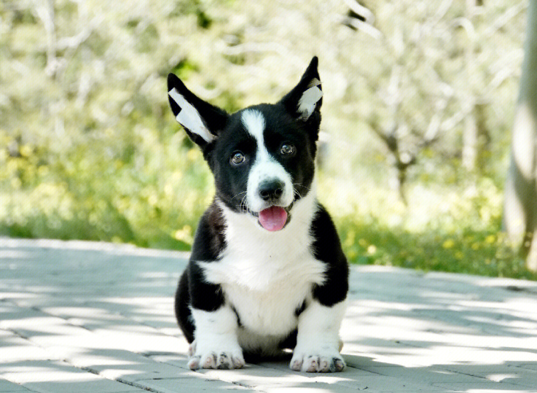 卡狄肯威尔斯科基犬图片