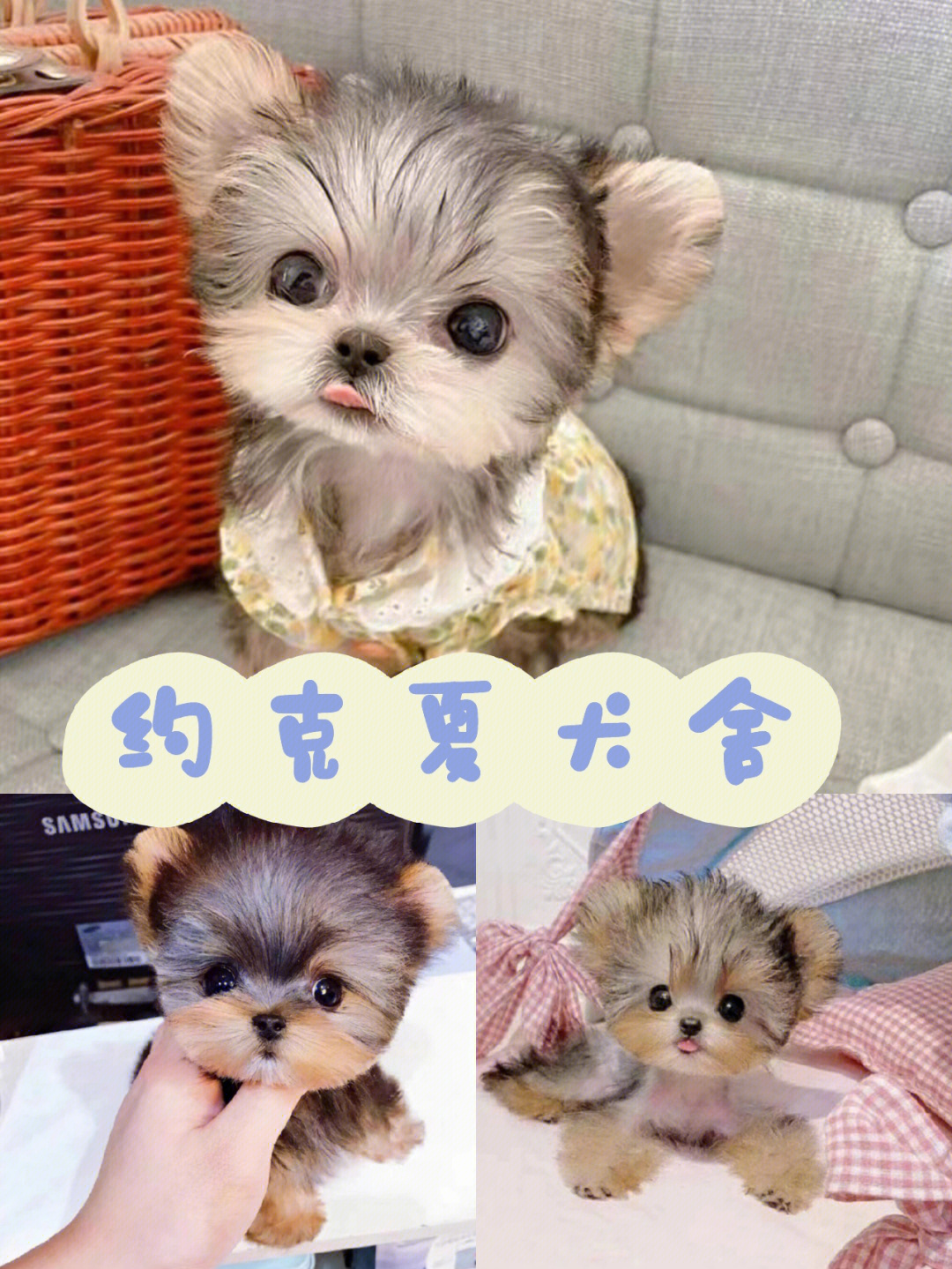 深圳约克夏犬舍适合女生养的狗狗