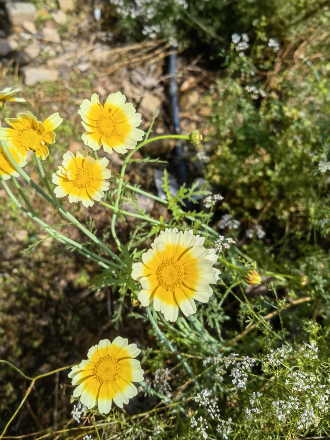 茼蒿花