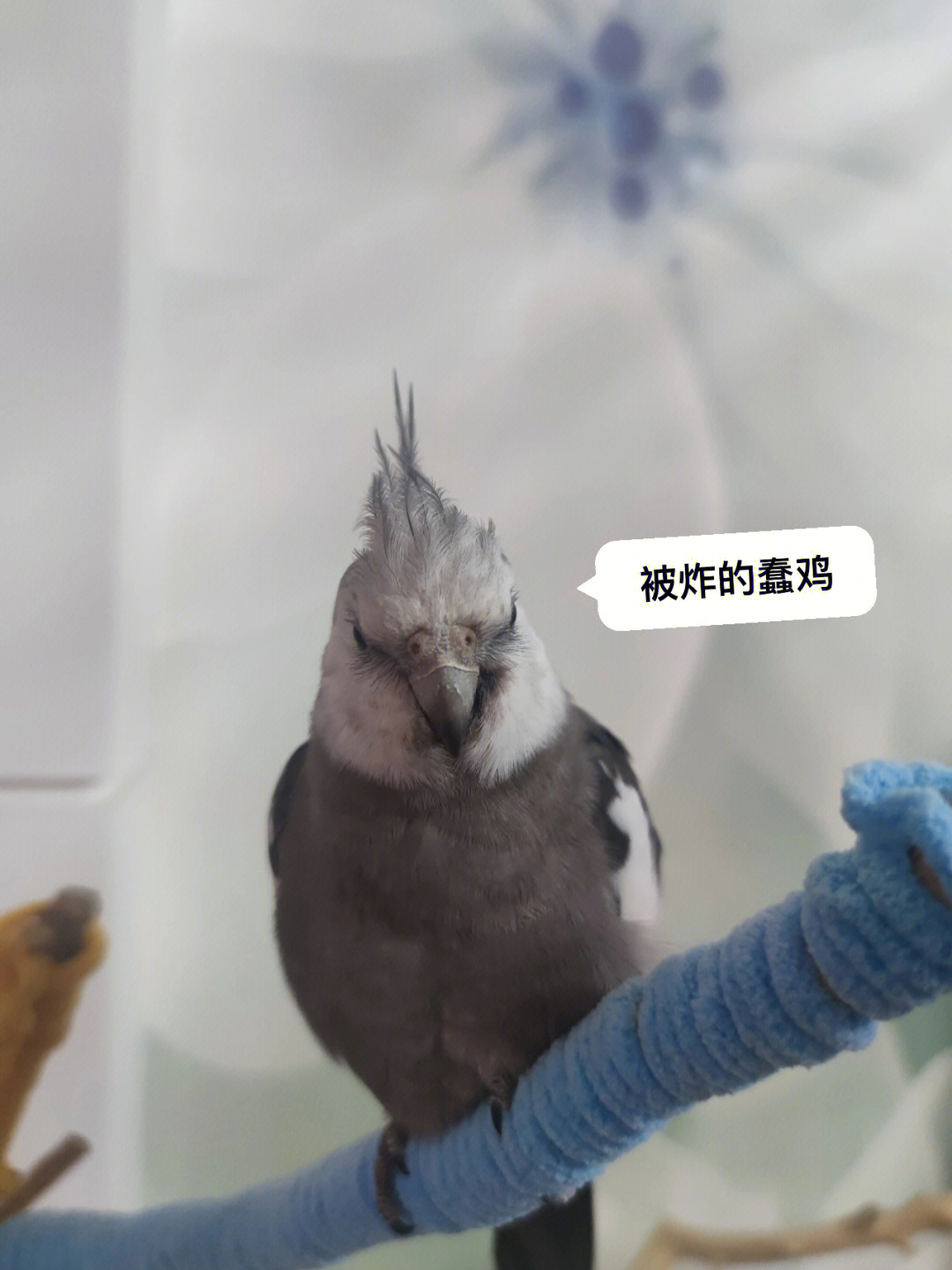 玄凤鹦鹉怀孕图片图片