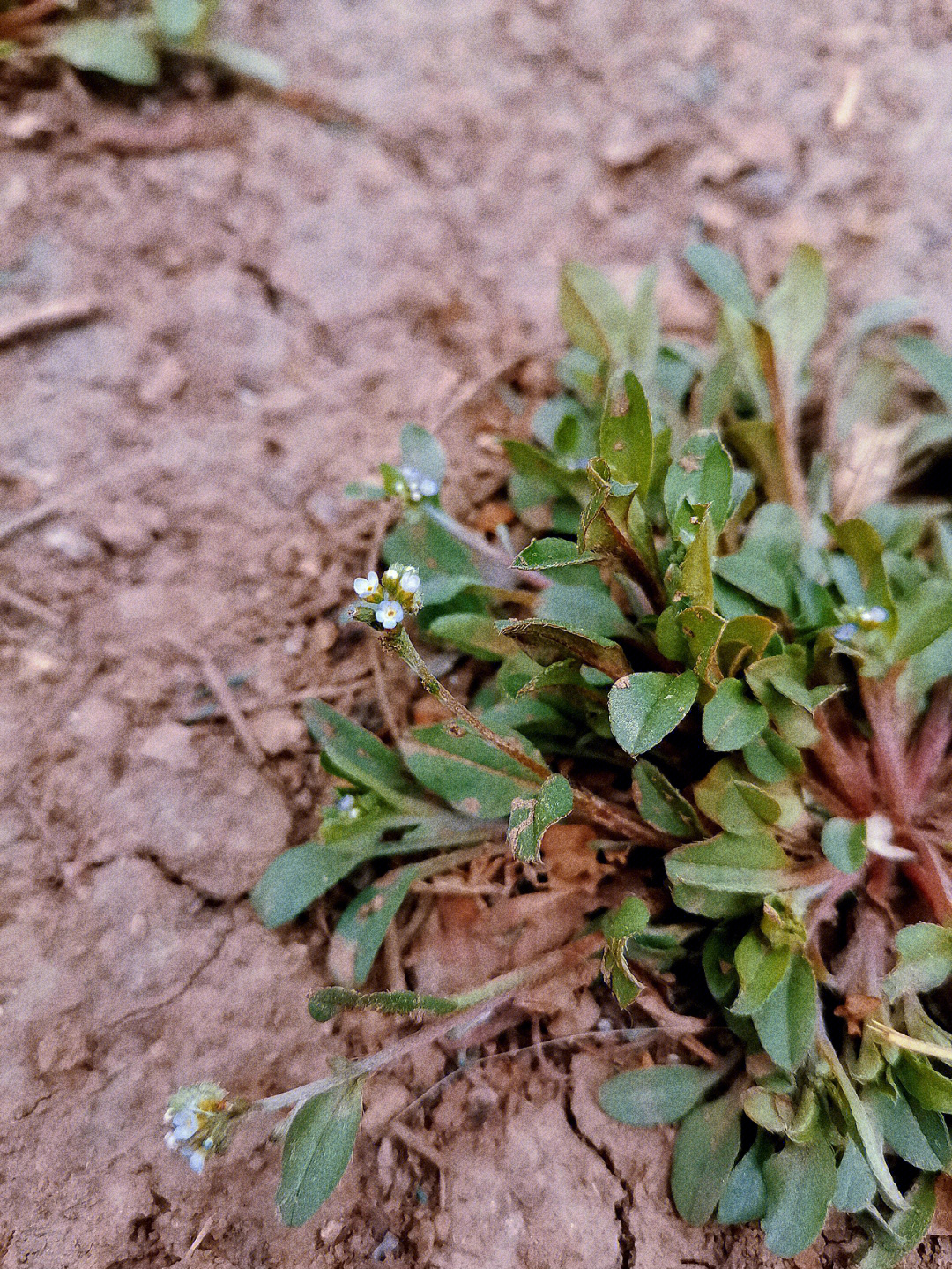 附地菜