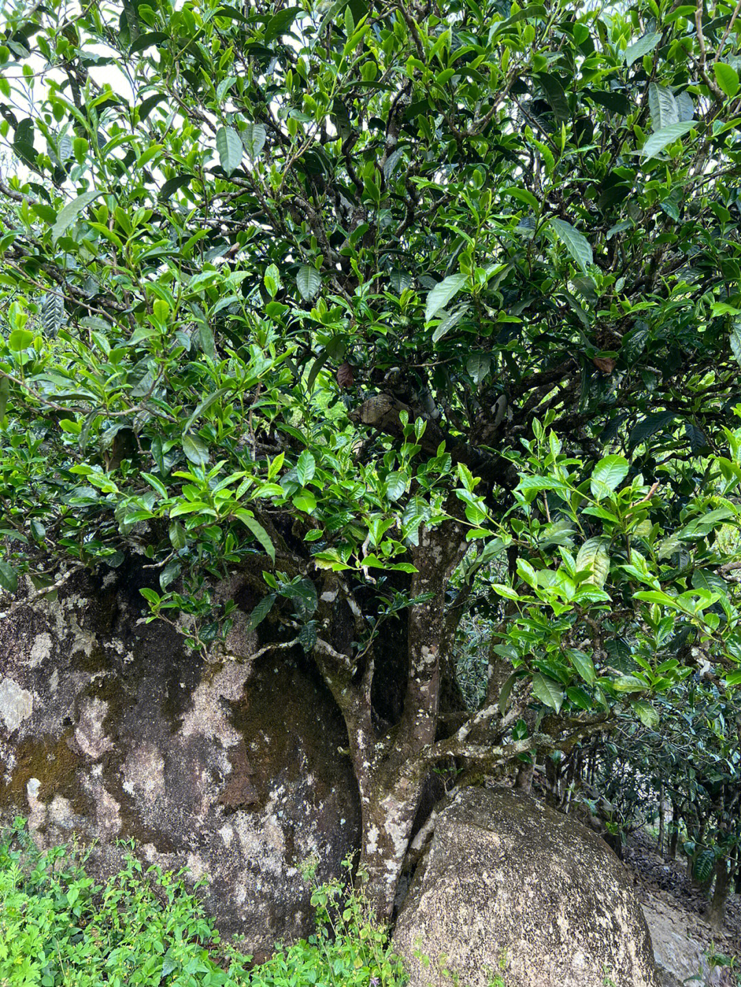 北方耐寒茶树品种图片