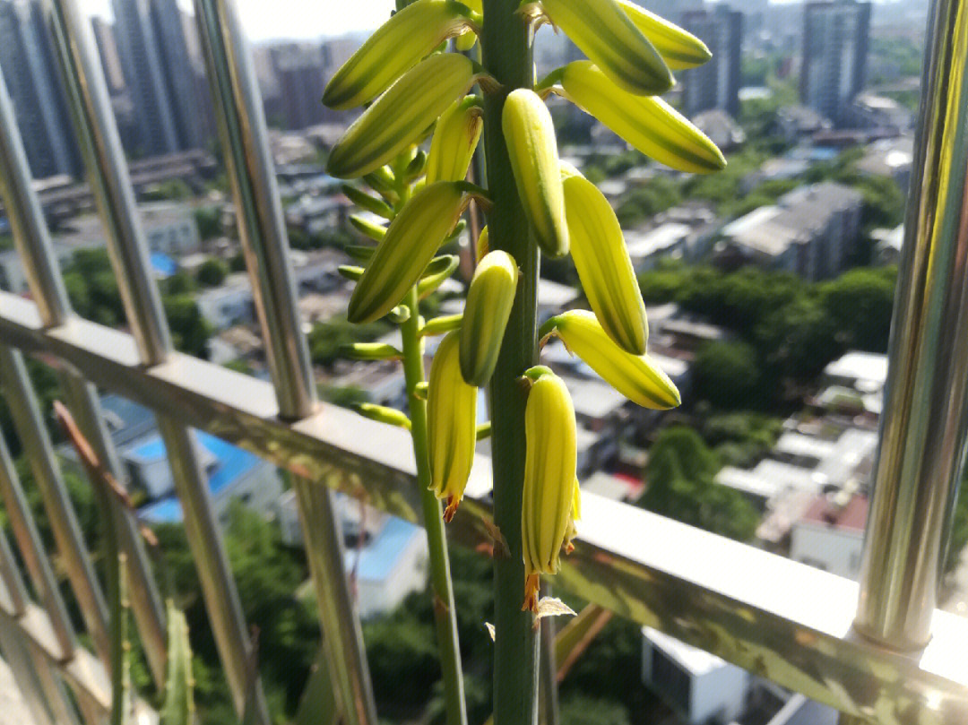 芦荟开花代表什么图片